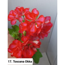 017. Пеларгония плющелистная Toscana Okka