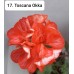 017. Пеларгония плющелистная Toscana Okka