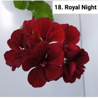 018. Пеларгония плющелистная Royal Night