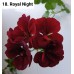 018. Пеларгония плющелистная Royal Night
