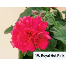 019. Пеларгония плющелистная  Royal Hot Pink