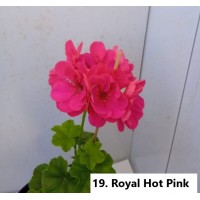 019. Пеларгония плющелистная Royal Hot Pink 019. Пеларгония плющелистная Royal Hot Pink