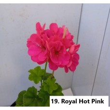 019. Пеларгония плющелистная  Royal Hot Pink