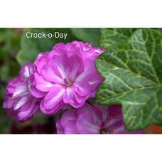 021. Пеларгония плющелистная Crock-o-Day