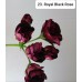 023. Пеларгония плющелистная Royal Black Rose