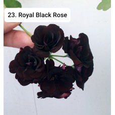 023. Пеларгония плющелистная Royal Black Rose