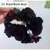 023. Пеларгония плющелистная Royal Black Rose