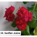 024. Пеларгония плющелистная Sunflair Josina
