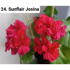024. Пеларгония плющелистная Sunflair Josina