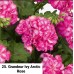 025. Пеларгония плющелистная Grandeur Ivy Arctic Rose
