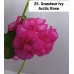 025. Пеларгония плющелистная Grandeur Ivy Arctic Rose