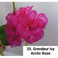 025. Пеларгония плющелистная Grandeur Ivy Arctic Rose