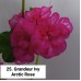 025. Пеларгония плющелистная Grandeur Ivy Arctic Rose