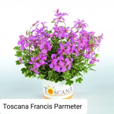 026. Пеларгония плющелистная Toscanа Francis Parmeter