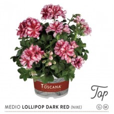 027. Пеларгония плющелистная Toscana Medio Lollipop Dark Red (Nixe)