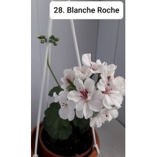 028. Пеларгония плющелистная Blanche Roche