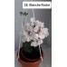 028. Пеларгония плющелистная Blanche Roche