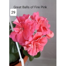 029. Пеларгония плющелистная Great Balls of Fire Pink