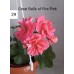 029. Пеларгония плющелистная Great Balls of Fire Pink