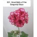 031. Пеларгония плющелистная Great Balls of Fire Burgundy Blaze