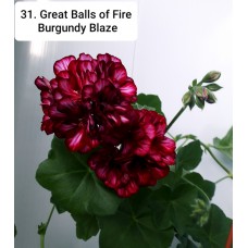 031. Пеларгония плющелистная Great Balls of Fire Burgundy Blaze