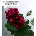 031. Пеларгония плющелистная Great Balls of Fire Burgundy Blaze