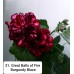 031. Пеларгония плющелистная Great Balls of Fire Burgundy Blaze