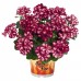 031. Пеларгония плющелистная Great Balls of Fire Burgundy Blaze