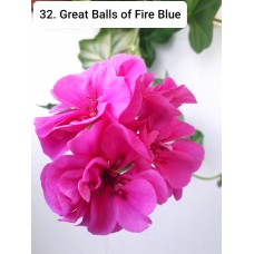 032. Пеларгония плющелистная Great Balls of Fire Blue