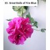 032. Пеларгония плющелистная Great Balls of Fire Blue