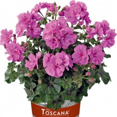 035. Пеларгония плющелистная Toscana Primo Amethest