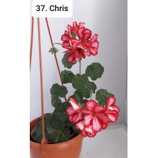 037. Пеларгония плющелистная Chris
