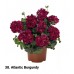 038. Пеларгония плющелистная Atlantic Burgundy
