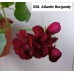 038. Пеларгония плющелистная Atlantic Burgundy
