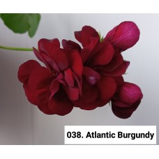 038. Пеларгония плющелистная Atlantic Burgundy