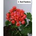 002. Пеларгония тюльпановидная Red Pandora
