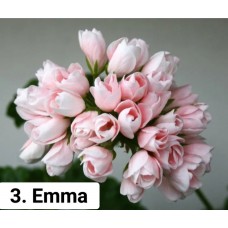003. Пеларгония тюльпановидная Emma