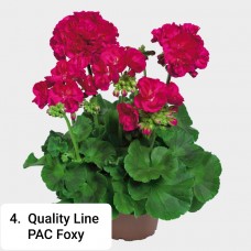 004. Пеларгония зональная Quality Line  PAC Foxy