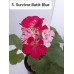 005. Пеларгония зональная Survivor Batik Blue
