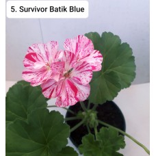 005. Пеларгония зональная Survivor Batik Blue