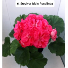 006. Пеларгония махровая  Survivor Idols Rosalinda