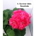 006. Пеларгония махровая  Survivor Idols Rosalinda
