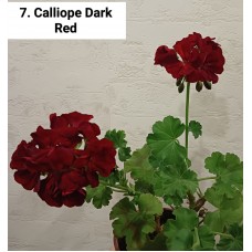 007. Пеларгония межвидовая Calliope Dark Red
