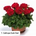 007. Пеларгония межвидовая Calliope Dark Red