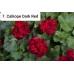 007. Пеларгония межвидовая Calliope Dark Red