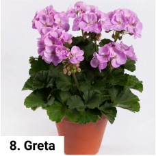 008. Пеларгония зональная Greta