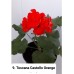 009. Пеларгония зональная Toscana Castello Orange (Erik)