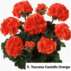 009. Пеларгония зональная Toscana Castello Orange (Erik)