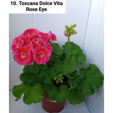 010. Пеларгония зональная Toscana Dolce Vita Rose Eye