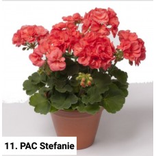 011. Пеларгония зональная PAC Stefanie